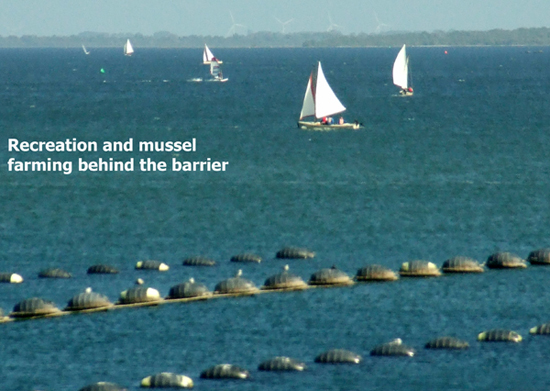 Sail boat regatta in the waters behind the Eastern Barrier with mussel harvesting is shown in the forground